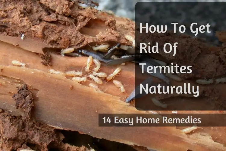 termites rid remedies naturally signs tiny easy wood insects check know