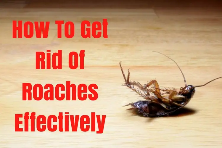 how to get rid of roaches in your home naturally